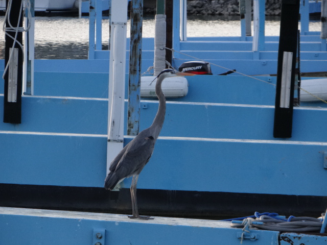 great blue heron