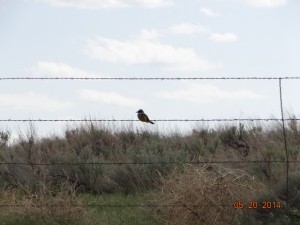 meadowlark