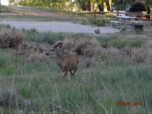 deer at site