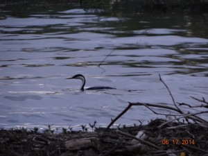 grebe