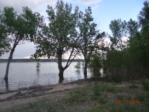 submerged cottone wood