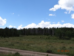 aspens