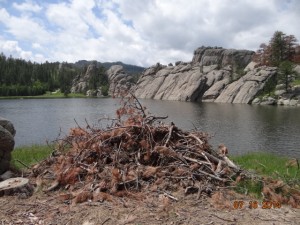 brush pile