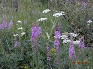 flowers purple