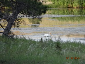 white pelican