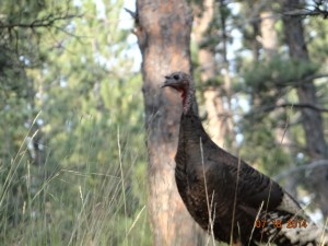 wild turkey