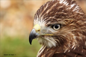 Bird of Prey1