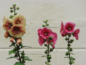 Hollyhock