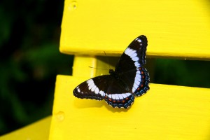 June Butterfly