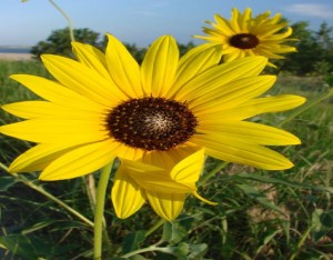Lake McConaughy Wild Common Sunflower