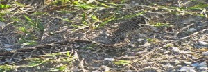 rattle snake