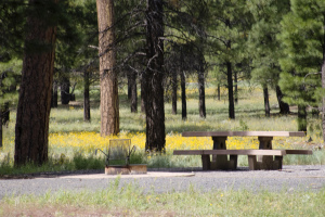 White Horse Lake Campground, Williams Ranger District