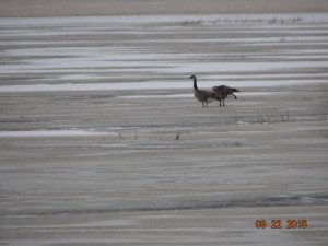 best goose pair (2)