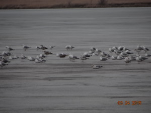 gulls