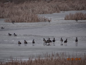 mallards and friends