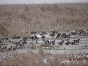 pintails