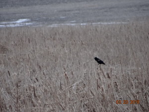 red winged blackbird