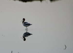 Avocet 1