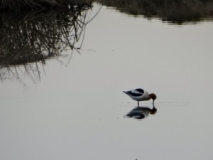 avocet 2