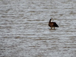 canada goose