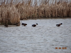 shovelers