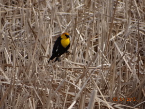 yellow headed cowbird