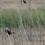 bobolink