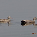 gadwall - Copy