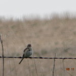 lark sparrow