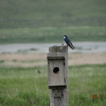 tree swallow