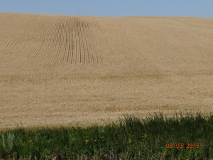 wheat hill 2