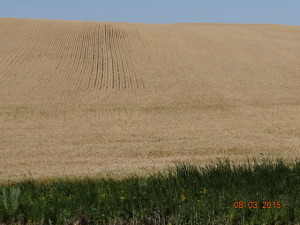 wheat hill 2