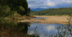 Cougar Bay Preserve, Coeur d'Alene, North Idaho