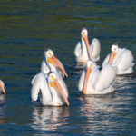 White Pelican on the Wild Rice River, Tewaukon National Wildlife Refuge, North Dakota<br />