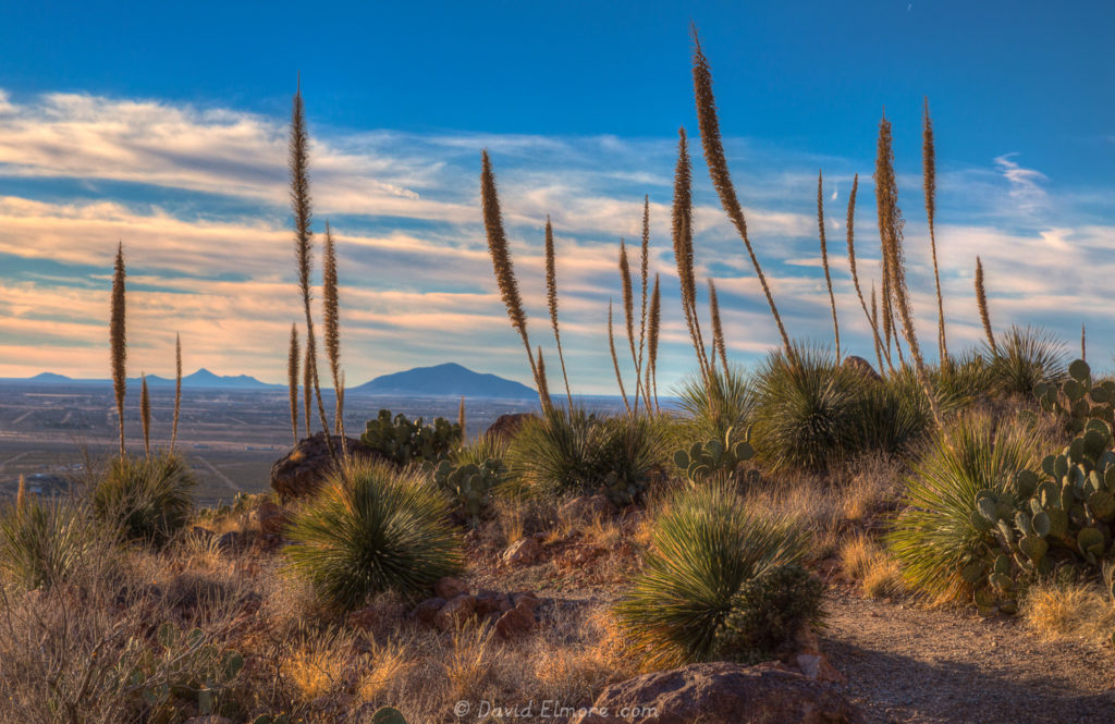 Rockhound State Park, New Mexico yucca at sunset