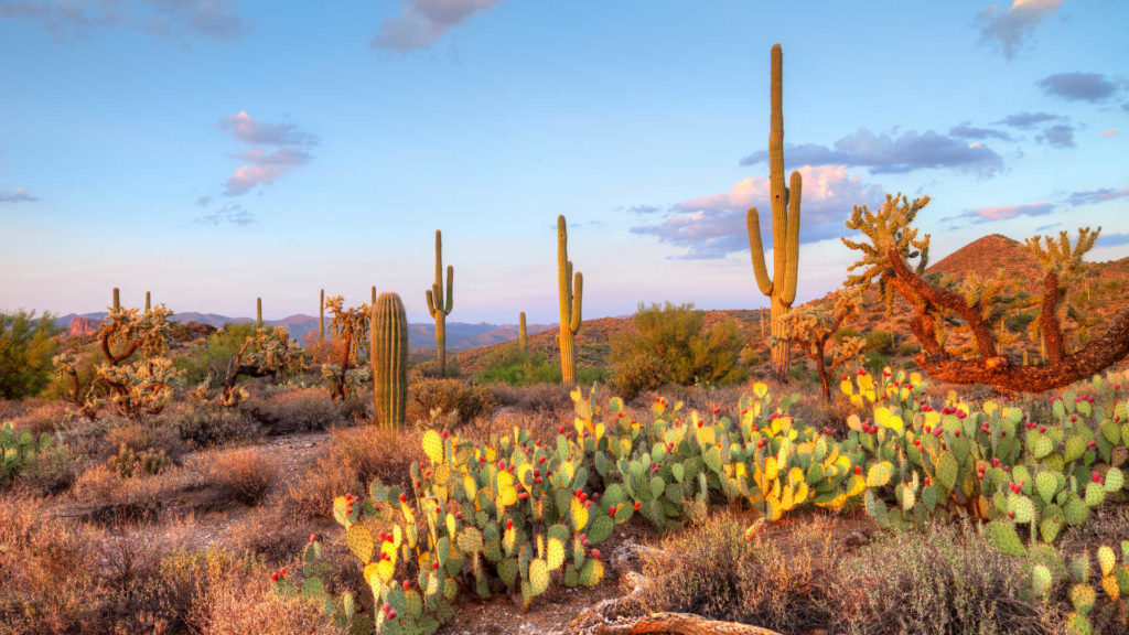 sonoran desert